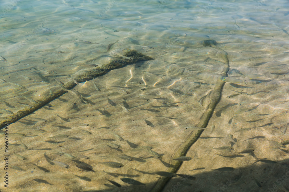 small transparent fish floats on a sandy seabed. small fish. sand, rope,  fish. Sun rays on the sureface of water Stock Photo