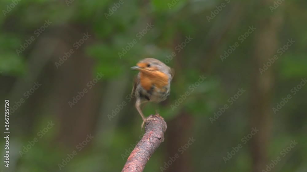 robin juvenile bird animal landing on branch front view robin juvenile bird animal landing on branch front view