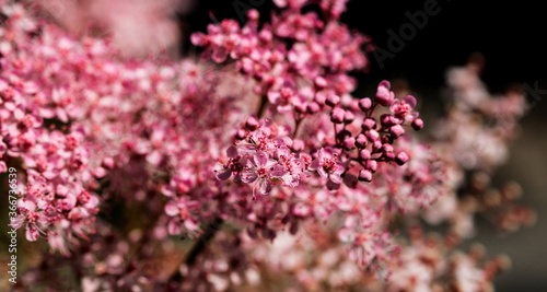Teder Queen of the Prairie flowers also known as Filipendula pink blossoms blooming in summer.