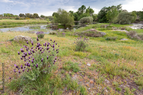 Amazing Landscape with natural Mediterranean temporary pond (Natura 2000 network priority habitat; European Union)