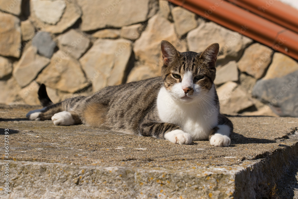 A Beautiful Domestic brown and white Striped cat outside sunbathing in strange, weird, funny positions.