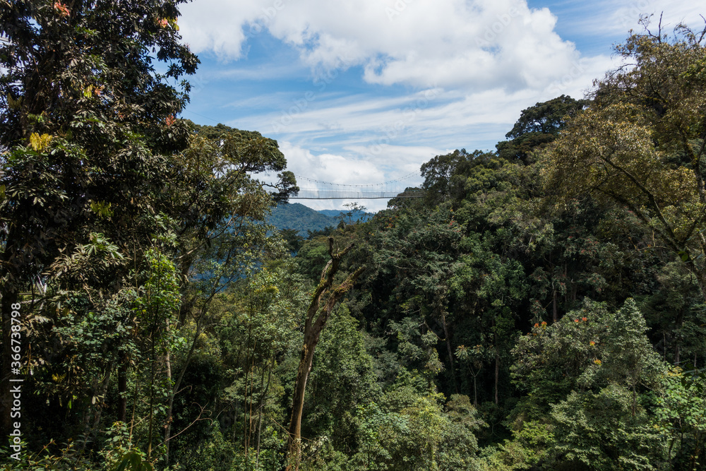 Canopy Bridge in the Nyungwe Forest National Park, Rwanda, Africa Canopy Bridge in the Nyungwe Forest National Park, Rwanda, Africa