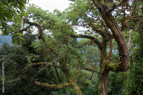 Nyungwe Forest National Park  Rwanda  Africa