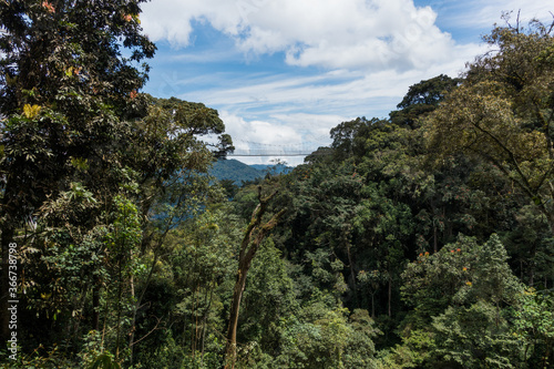 Canopy Bridge in the Nyungwe Forest National Park, Rwanda, Africa