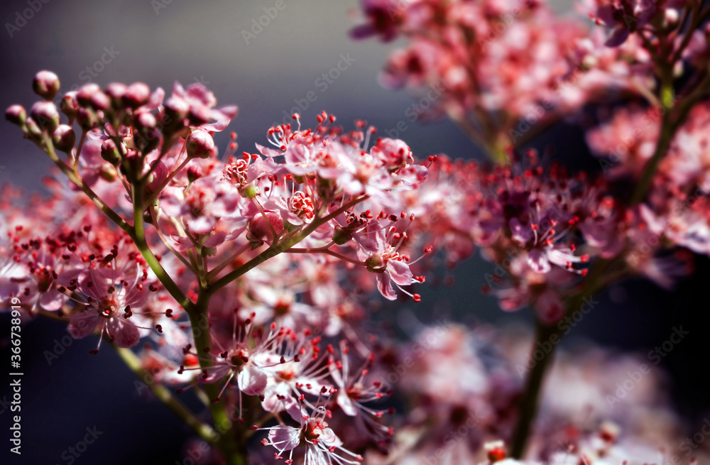 Teder Queen of the Prairie flowers also known as Filipendula pink blossoms blooming in summer.