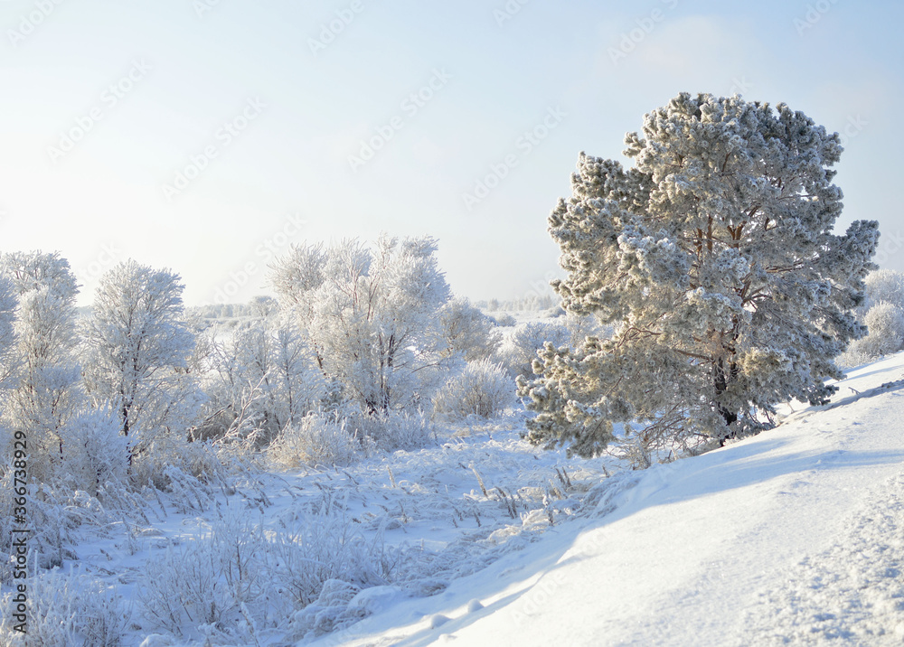dense winter forest and road with young trees in snow dense winter forest and road with young trees in snow