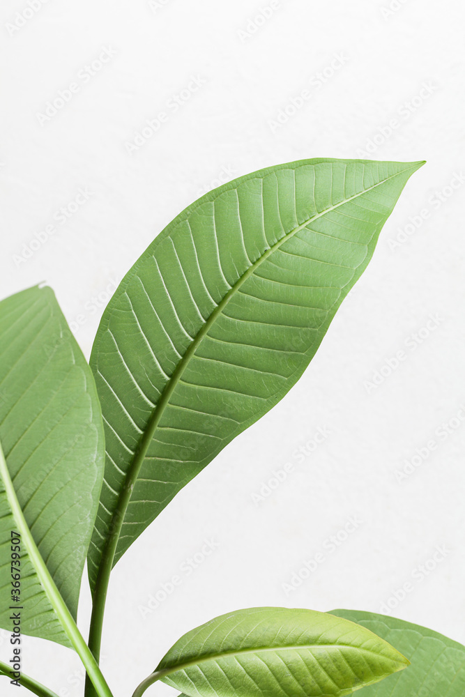 Green Leaves Border For An Angle Of Page on White Background Green Leaves Border For An Angle Of Page on White Background