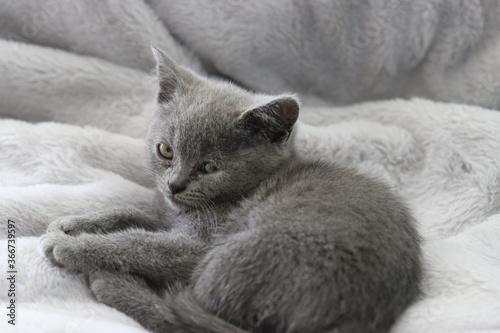 Baby kitten half asleep on grey furry blanket