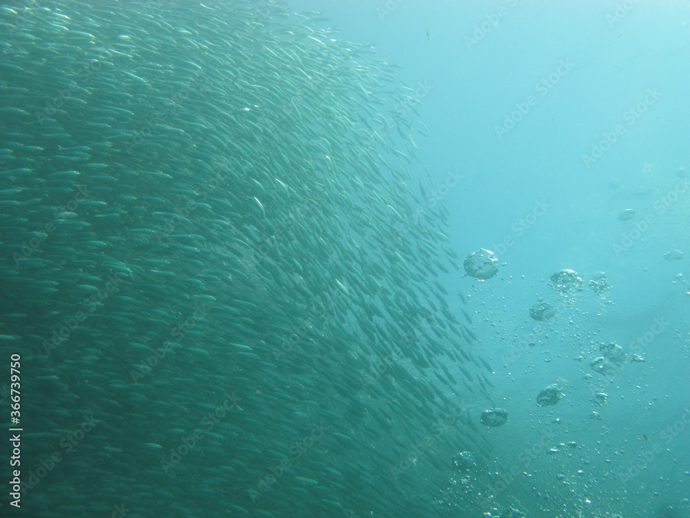 Obraz premium Schwarm mit bubbles swarm with bubbles