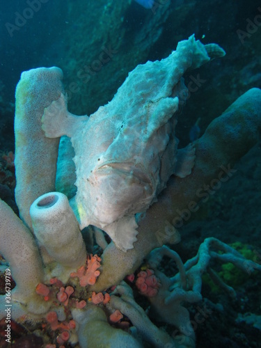 Froschfisch wei      Frogfish white