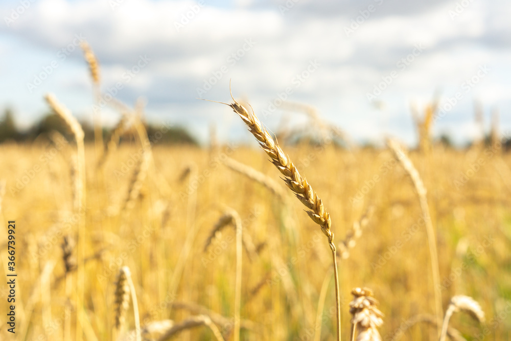 Fototapeta premium Ear of rye in a cereal agricultural field. Harvest season