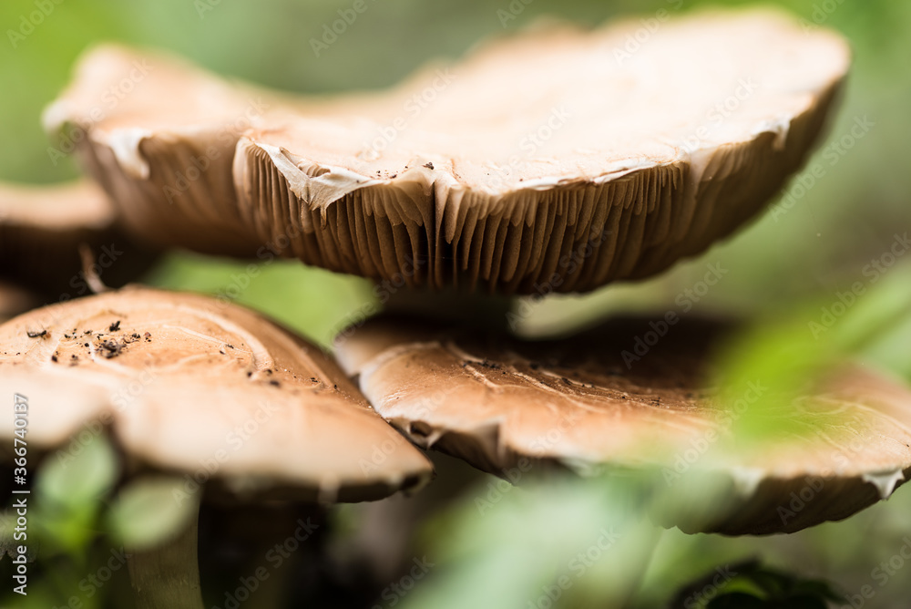 Light brown mushrooms growing on the backyard Light brown mushrooms growing on the backyard