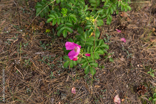 Saturated natural texture and background with green plants and wild rose flowers. Summer bright forest background. 