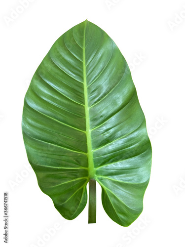 Ornamental leaves Natural tropical plants, isolated on a white background clipping path