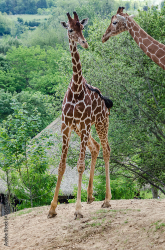 Photography giraffe in the zoo