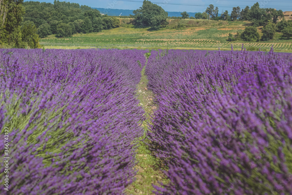 Obraz premium lavender field in provence