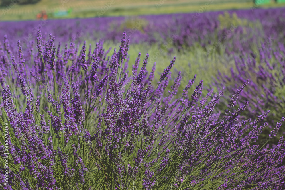 Fototapeta premium lavender field provence france