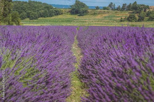 lavender field in provence