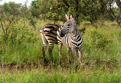 Zebras in the Akagera National Park  Rwanda  Africa