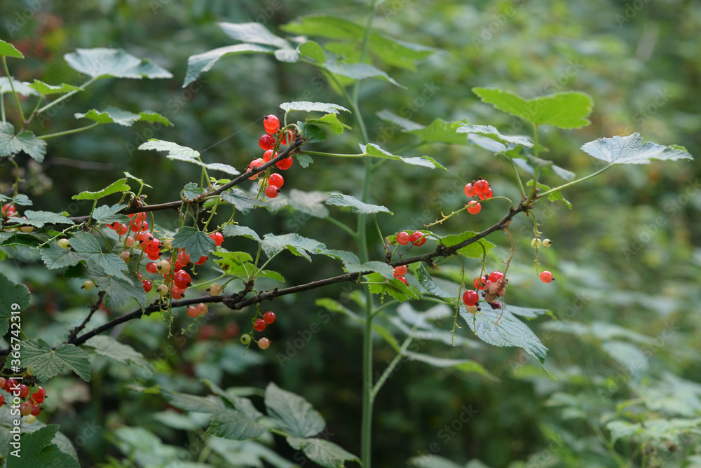Branch of ripe red currant.