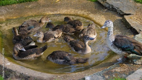 Close up of many ducks in a tiny pond grooming and fighting each other.	 photo