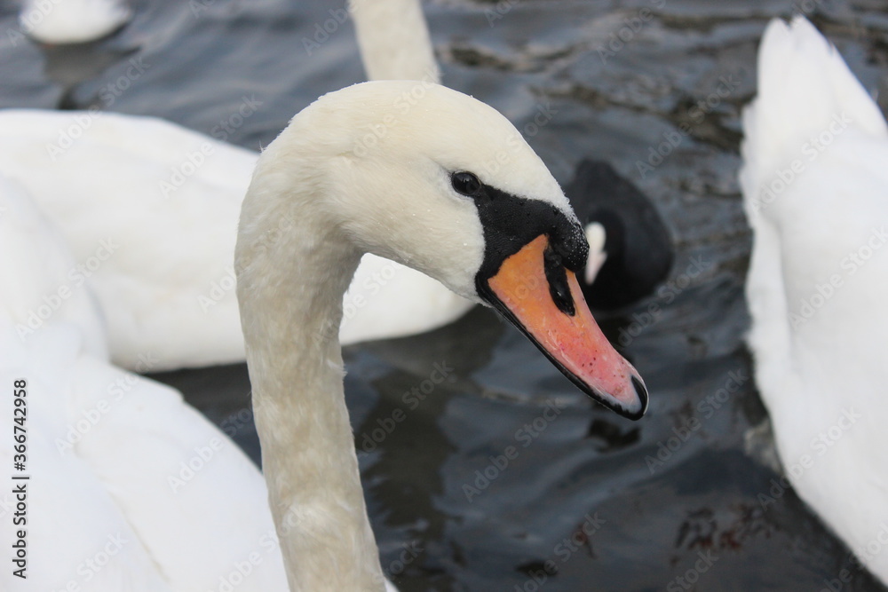 Obraz premium Weißer Schwan