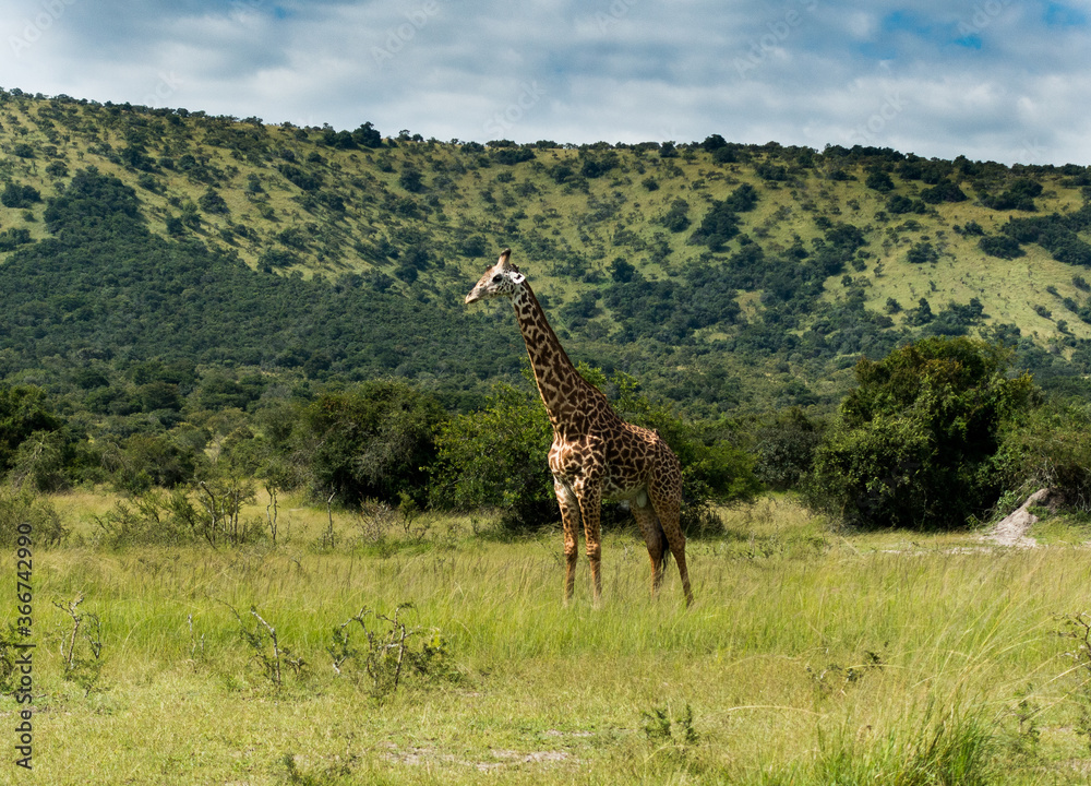 Fototapeta premium Giraffe in the Akagera National Park, Rwanda, Africa 