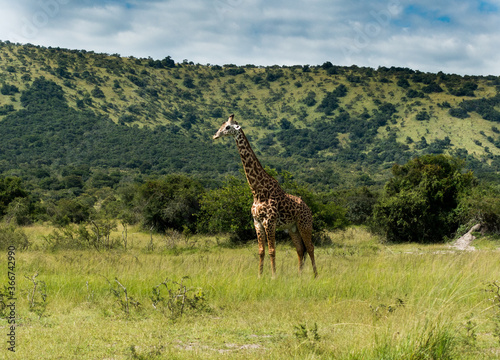 Giraffe in the Akagera National Park, Rwanda, Africa
 photo
