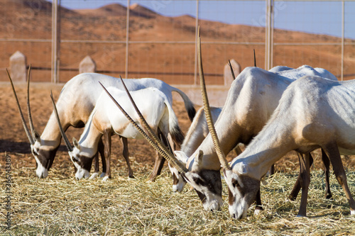 Photography Herd of large antelopes with spectacular horns, Gemsbok, Oryx gazella, feeding