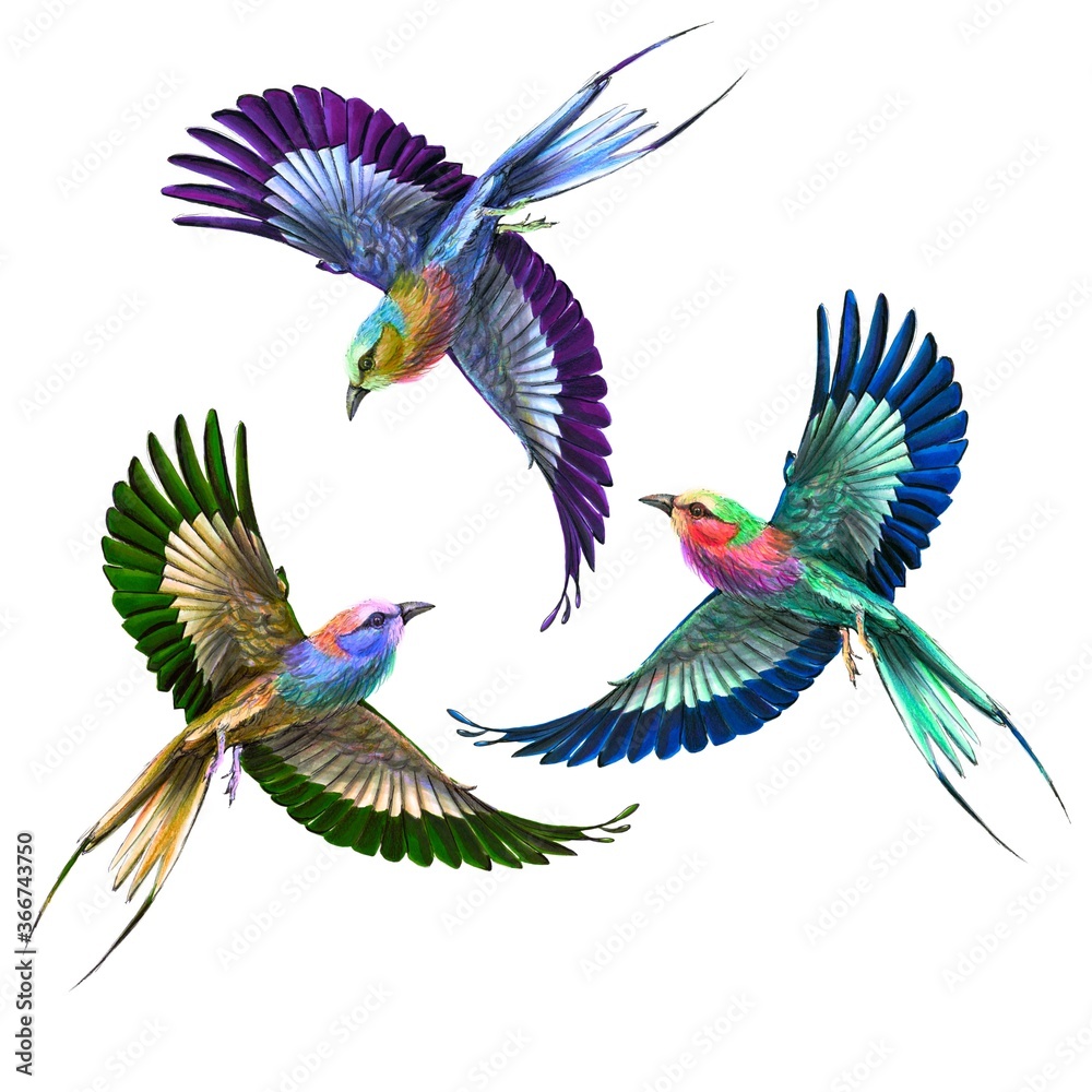 Naklejka Three colorful birds
