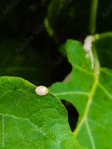 dew on leaf