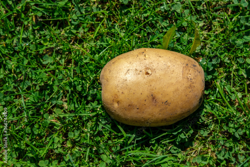 Top view: one large young potato lies on the ground in the sun, surrounded by low green grass. Top view: one large young potato lies on the ground in the sun, surrounded by low green grass.