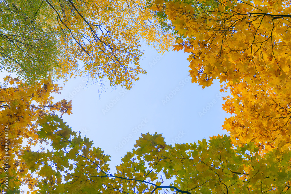 Looking through the treetops. Beautiful natural frame of foliage against the sky. Copy space. Yellow autumn leaves of a tree against the blue sky. Looking through the treetops. Beautiful natural frame of foliage against the sky. Copy space. Yellow autumn leaves of a tree against the blue sky.