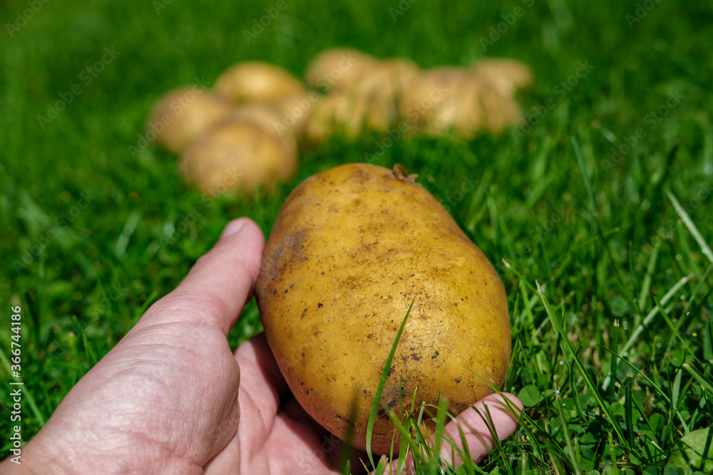 The man holds a large potato in his hand at ground level among the grass, with a small pile of scattered potatoes in the background. The man holds a large potato in his hand at ground level among the grass, with a small pile of scattered potatoes in the background.