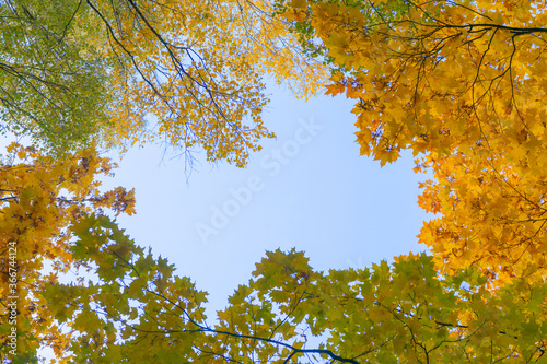 Looking through the treetops. Beautiful natural frame of foliage against the sky. Copy space. Yellow autumn leaves of a tree against the blue sky.