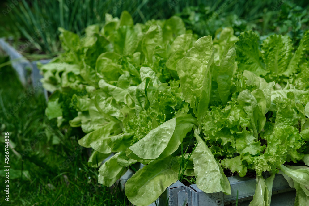 Green salad with large ripe leaves, grows in the garden bed, among other plants and herbs. Green salad with large ripe leaves, grows in the garden bed, among other plants and herbs.