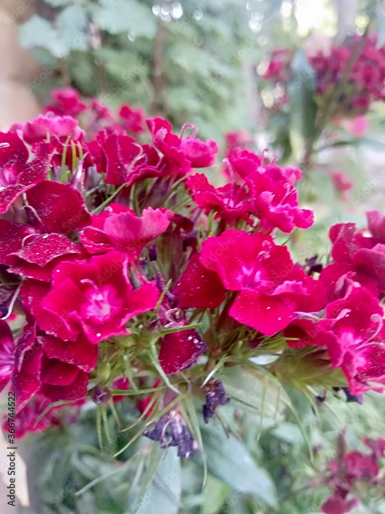 Obraz premium Flower