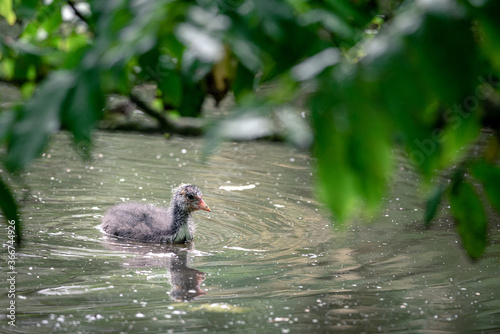 Coot chick, swims in the water between the water lilies looking for food, Stadspark, Amsterdam north, Baanakkerspark, Netherlands photo