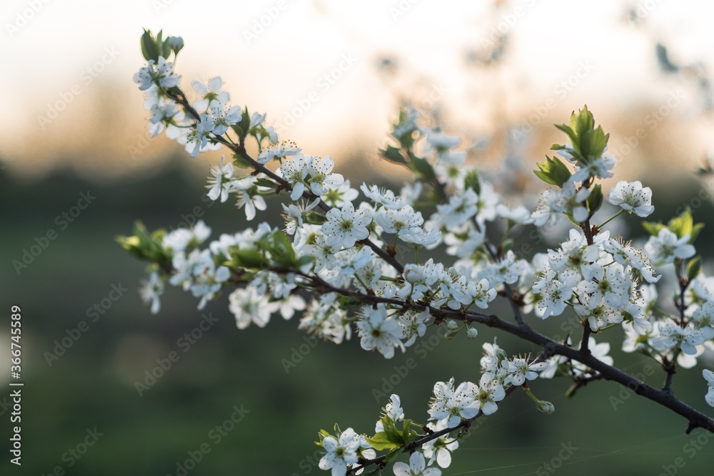 Spring Spring