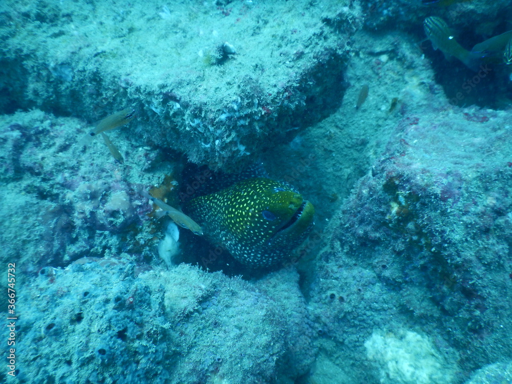 coral reef with fish coral reef with fish