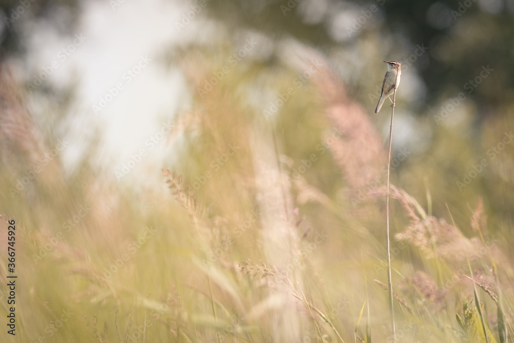 Sedge warbler on a reed stem among the tall grass, bird background, protected bird species, protected nature area, travel location, Dutch wildlife, beautiful little bird, volgermeerpolder Amsterdam