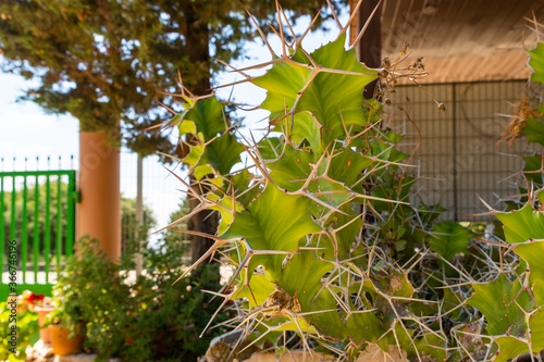 The large  green cactus with large dry thorns grows in the garden of the Deir Al-Mukhraqa Carmelite Monastery in northern Israel photo