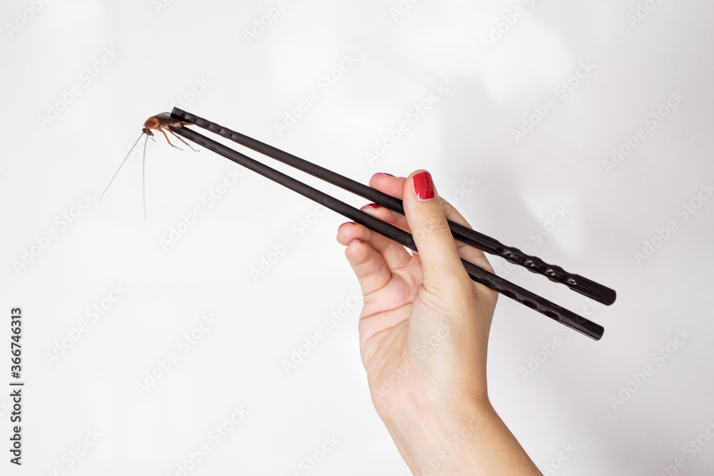 Holds a cockroach with Chinese chopsticks. Insects as food. Exotic weird food concept.