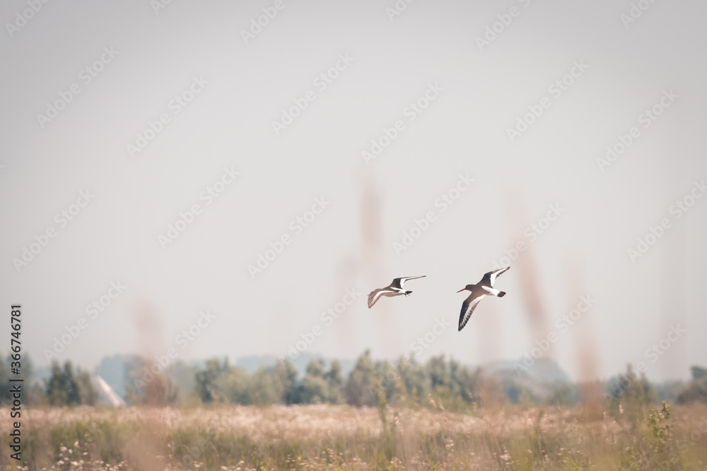 2 Eurasian oystercatcher flying up from the water, on a beautiful blue summer, Volgermeerpolder, Amsterdam, the Netherlands, nature reserve, breeding area, bird area, travel location 2 Eurasian oystercatcher flying up from the water, on a beautiful blue summer, Volgermeerpolder, Amsterdam, the Netherlands, nature reserve, breeding area, bird area, travel location