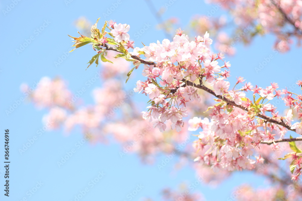 Beautiful and cute pink spring cherry blossoms (sakura) wallpaper background, soft focus, Japan Beautiful and cute pink spring cherry blossoms (sakura) wallpaper background, soft focus, Japan