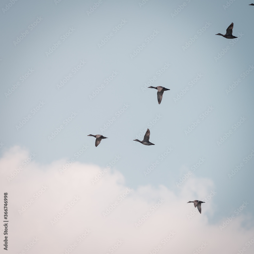 Obraz premium Several wild ducks fly up from the water, on a beautiful summer day, Volgermeerpolder, Amsterdam, the Netherlands, nature reserve, breeding area, bird area, travel location
