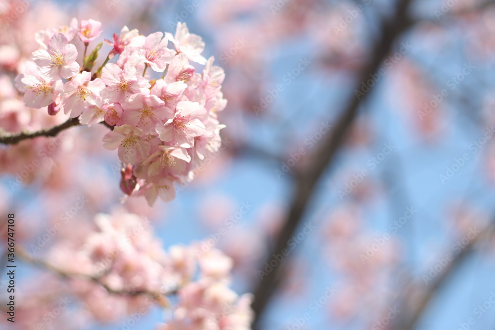 Beautiful and cute pink cherry blossom flowers (sakura) against blue sky, wallpaper background, soft focus, Japan Beautiful and cute pink cherry blossom flowers (sakura) against blue sky, wallpaper background, soft focus, Japan