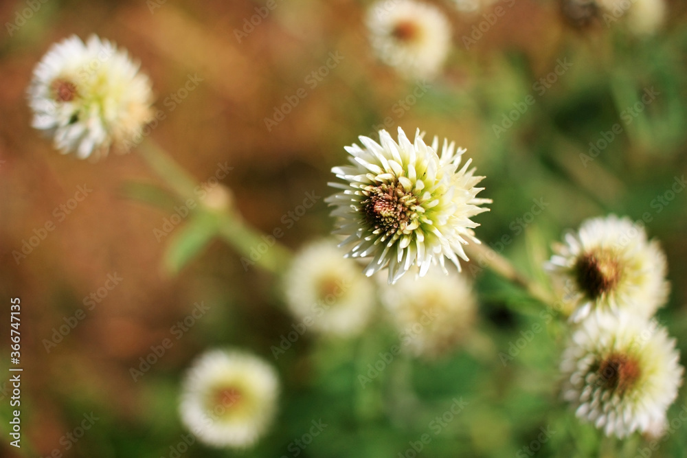 White flowers growing in a field White flowers growing in a field