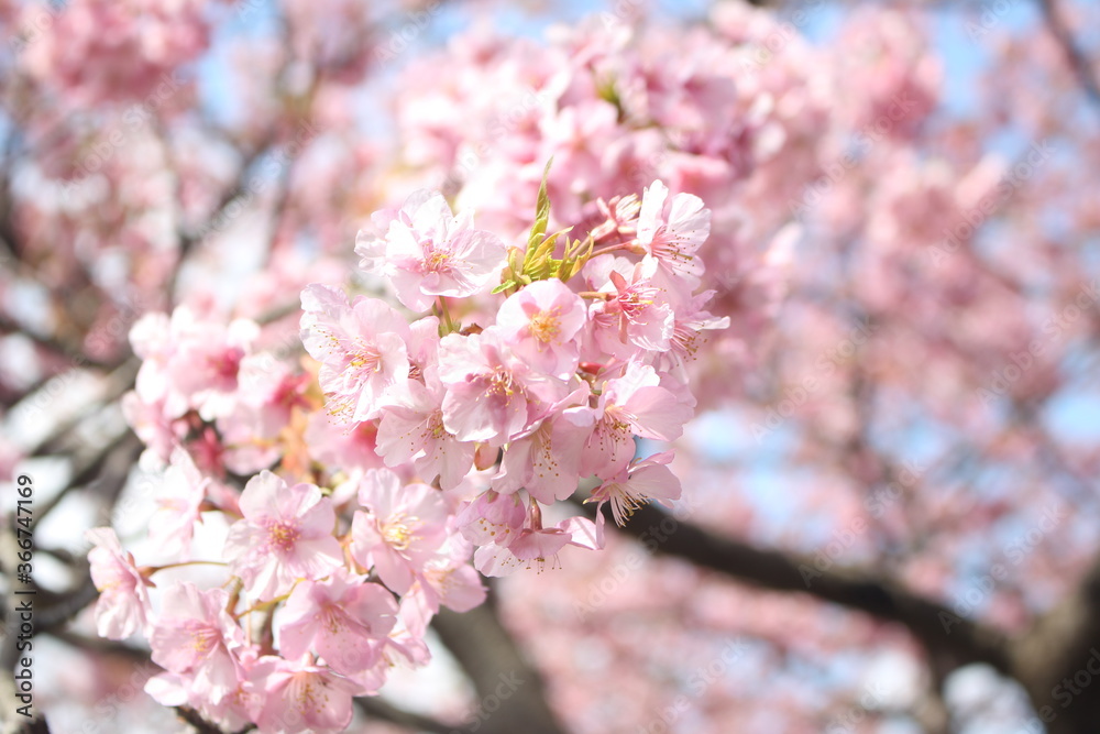Close up of beautiful pink cherry blossom (sakura), wallpaper background, soft focus Close up of beautiful pink cherry blossom (sakura), wallpaper background, soft focus