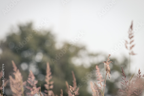 Sedge warbler on a reed stem among the tall grass, bird background, protected bird species, protected nature area, travel location, Dutch wildlife, beautiful little bird, volgermeerpolder Amsterdam